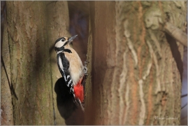 <p>STRAKAPOUD VELKÝ (Dendrocopos major) - /Great spotted woodpecker – Buntspecht/
</p>
